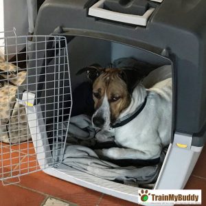 Il mio cane Paco nel trasportino