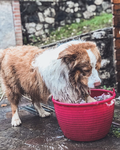 Train My Buddy - scuola di educazione per cani place picture